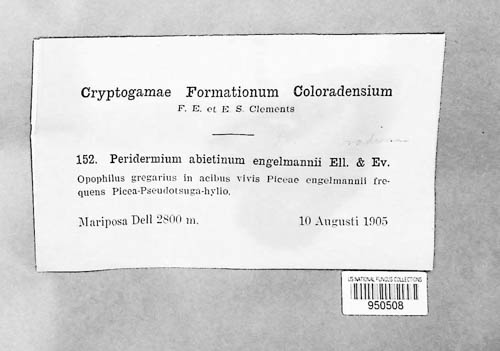 Peridermium abietinum image